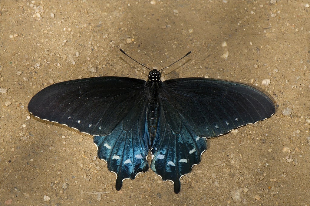 Pipevine Swallowtail