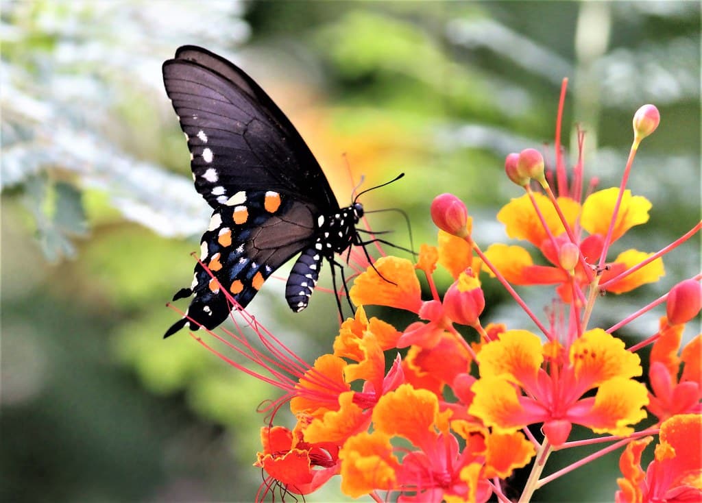 Pipevine Swallowtail 