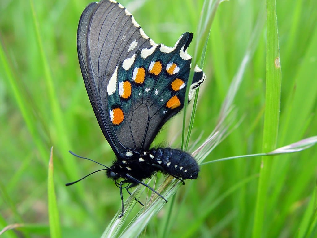 Pipevine Swallowtail - types of Butterflies in Colorado