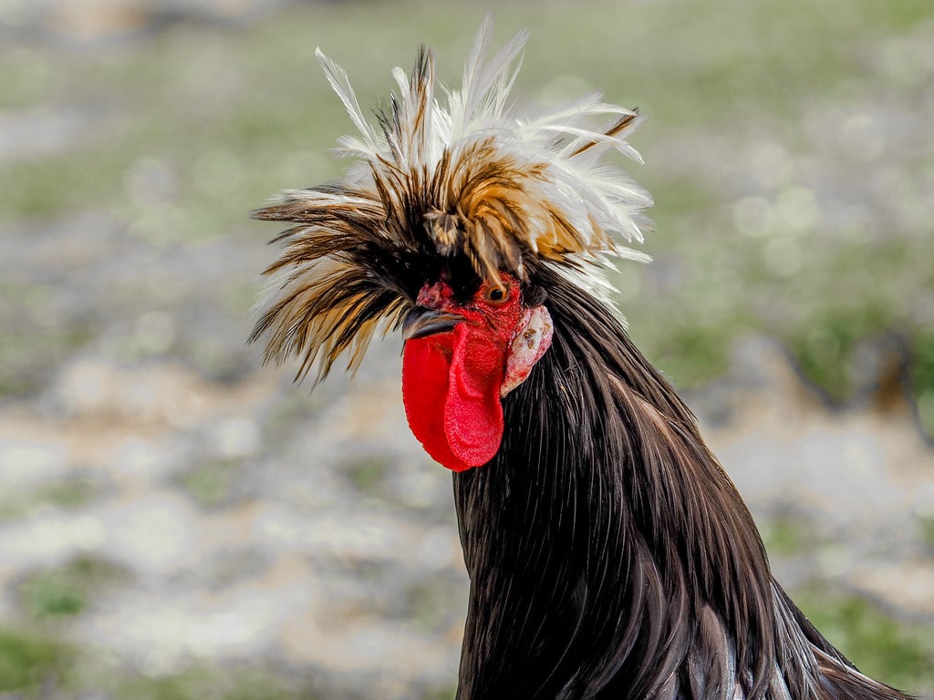 Polish Chicken - Friendliest Chicken Breeds