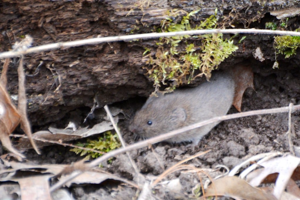Prairie Voles - What Animal Mates for Life?