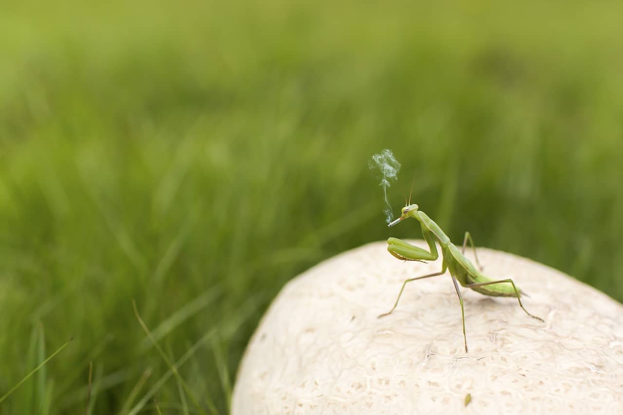 Praying Mantis