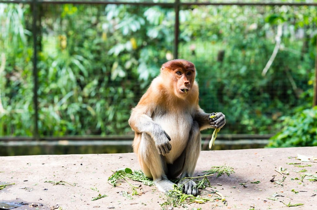 Proboscis Monkeys