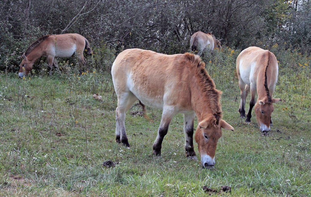 Przewalski Horse