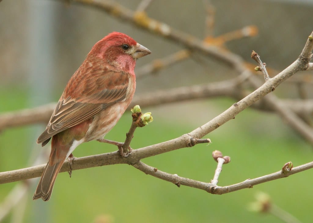 Purple Finch - Types of Finches in Oregon