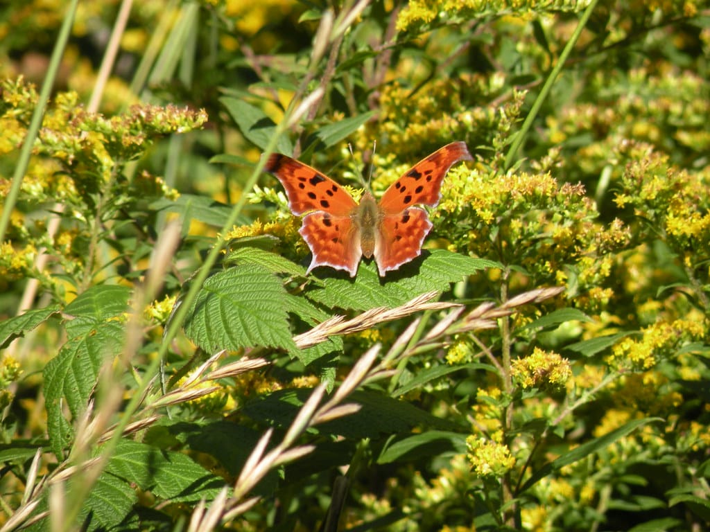 Question Mark Butterfly