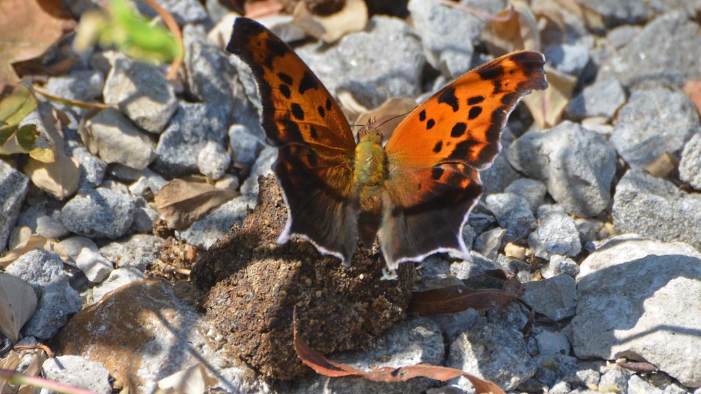 Question Mark - Butterflies in Delaware