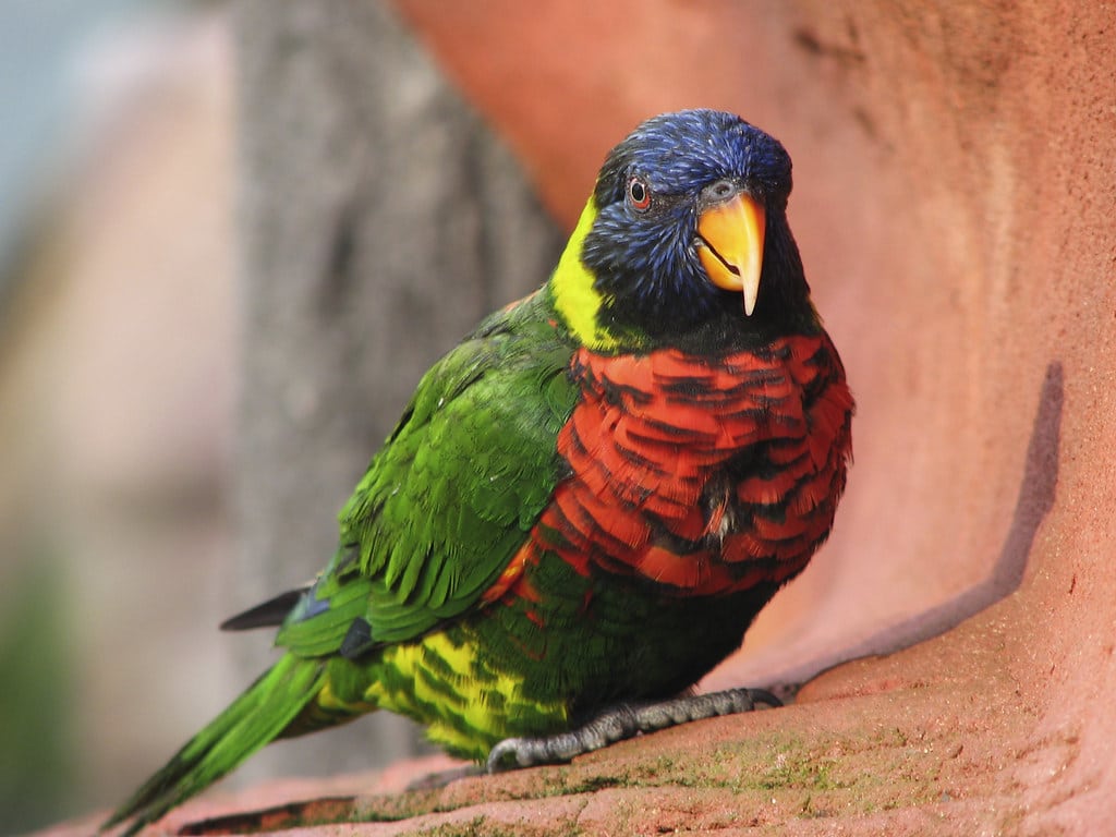 Rainbow Lory