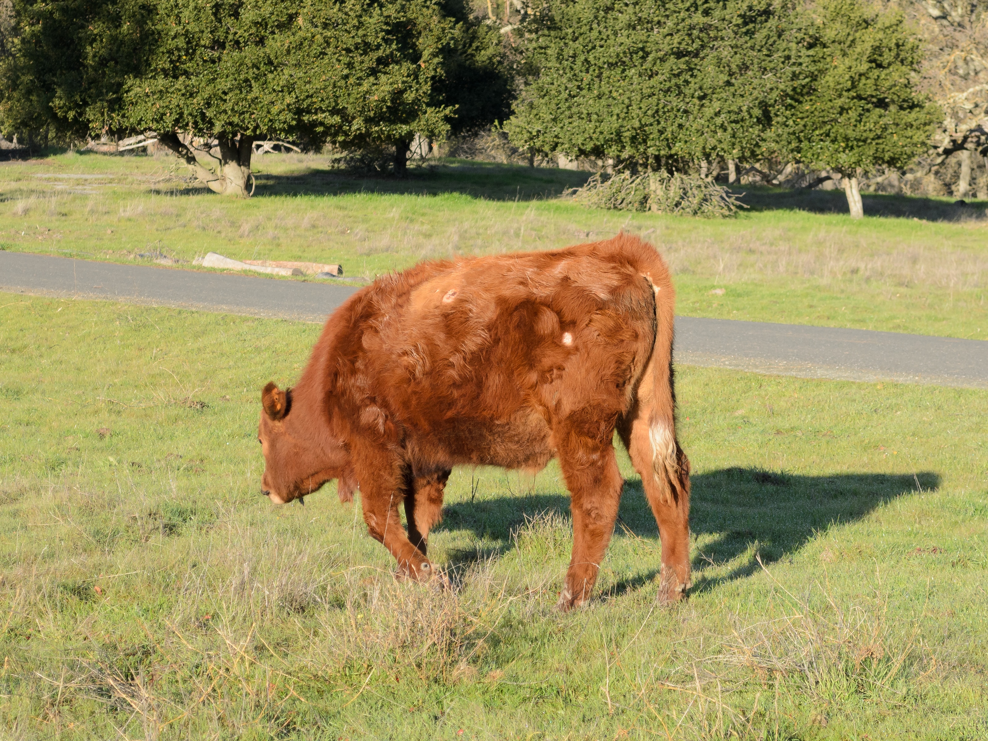 Red Angus Cattle