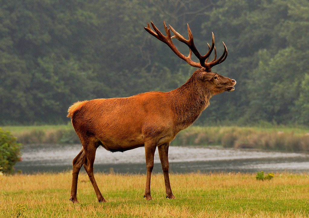 Red Deer