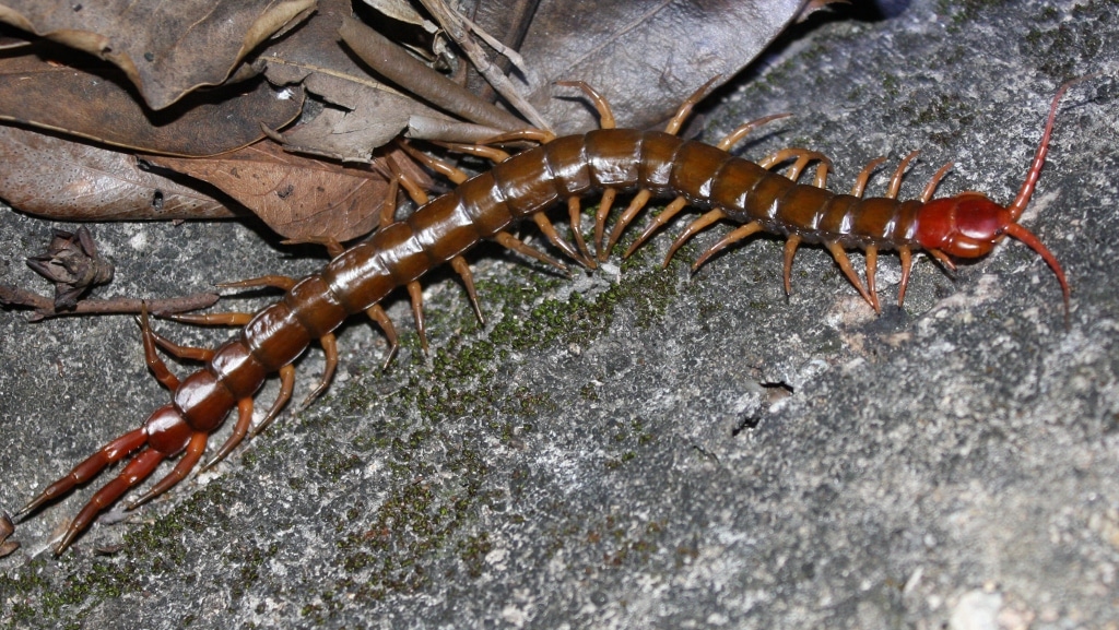 Red-Headed Centipede