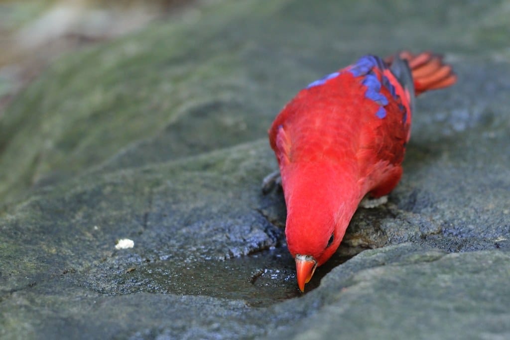 Red Lory
