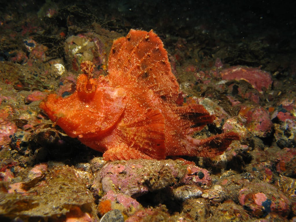 Red Scorpionfish