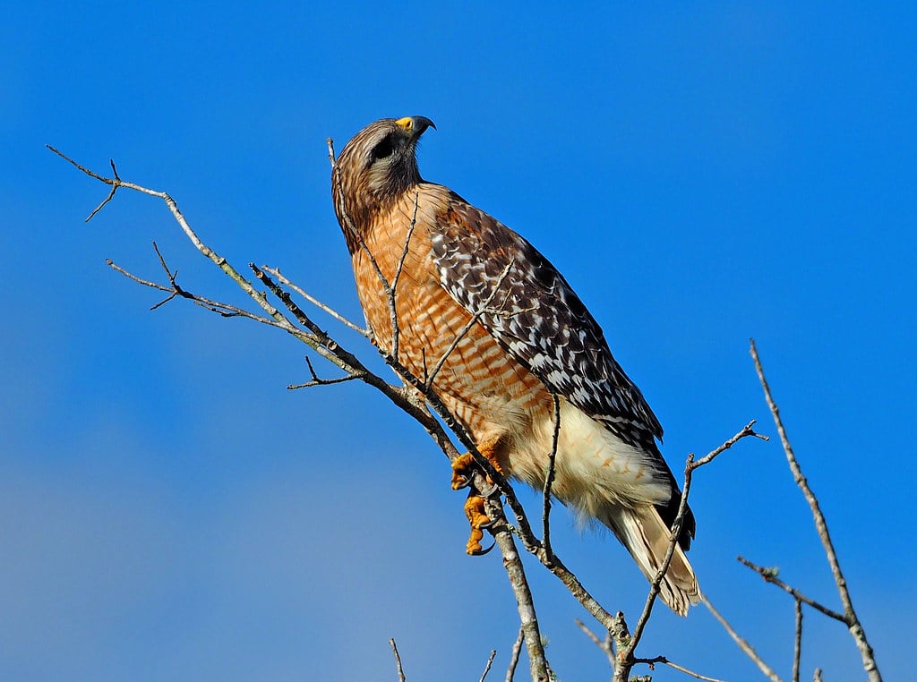 Red-shouldered Hawk