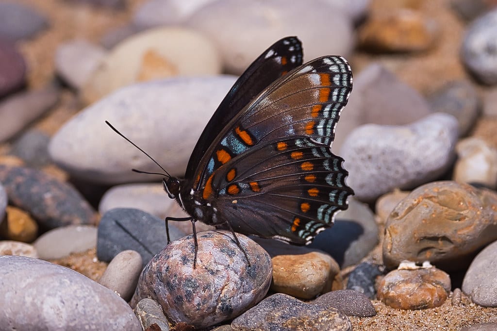 Red-Spotted Admiral - Types of Butterflies in Georgia
