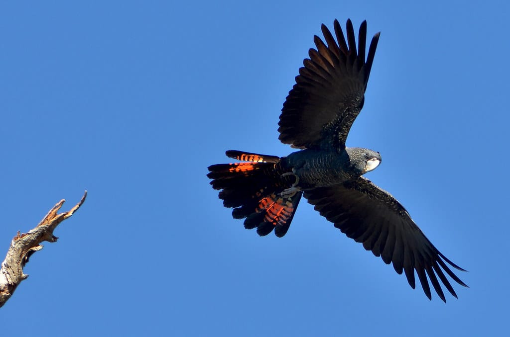 Red-tailed Black Cockatoo