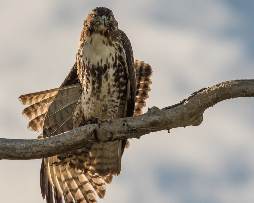 Red-tailed Hawk