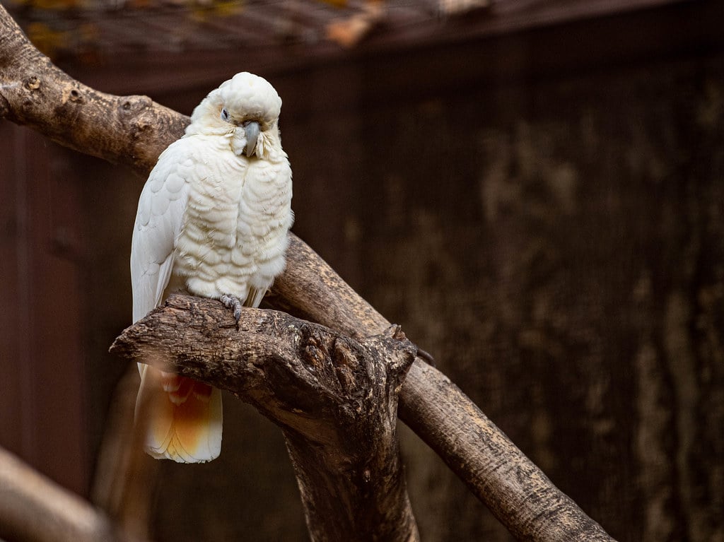 Red-vented Cockatoo