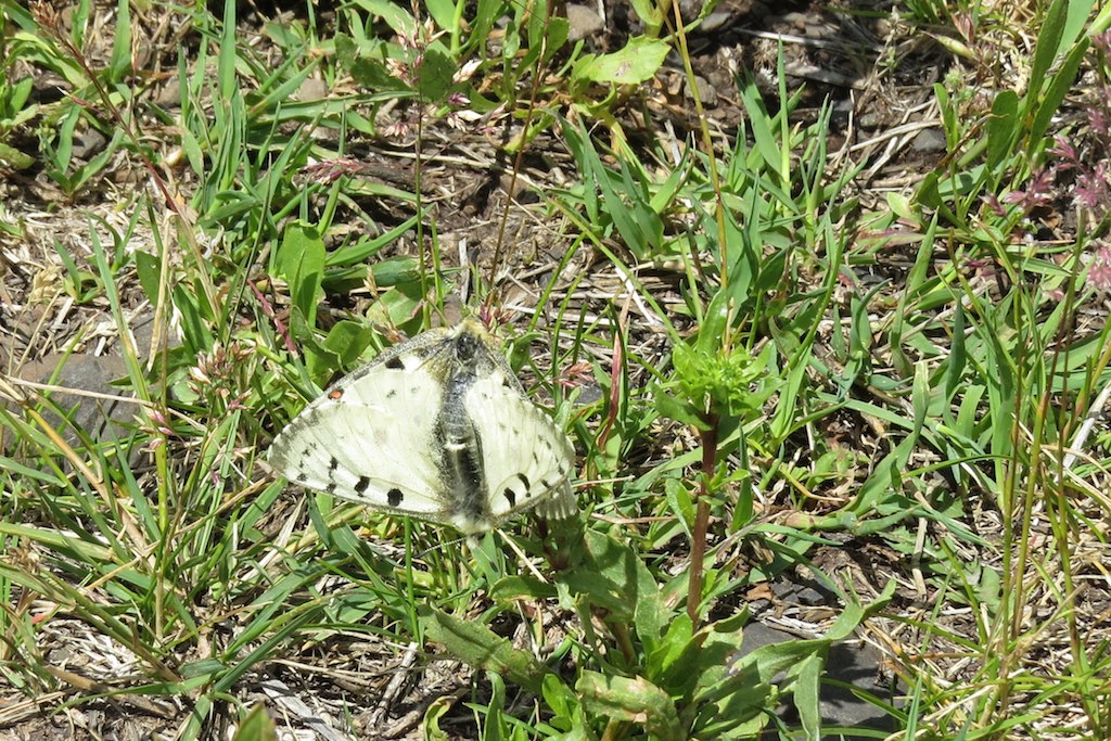 Rocky Mountain Parnassian