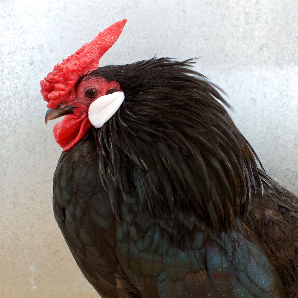 Rosecomb Bantams - Miniature Chicken Breeds