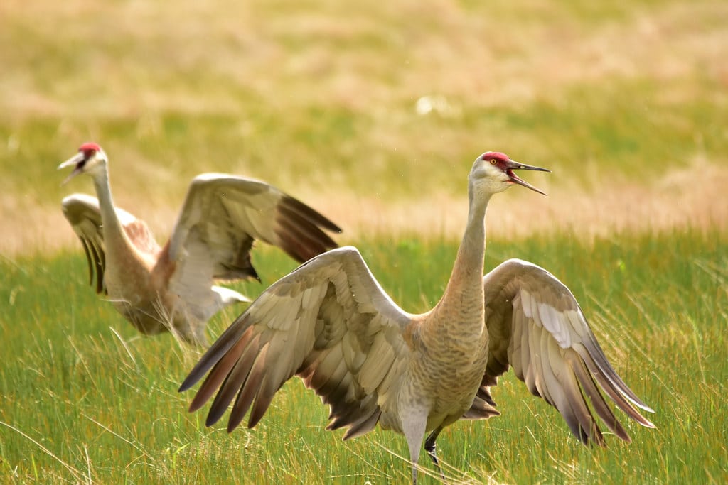 Sandhill Cranes