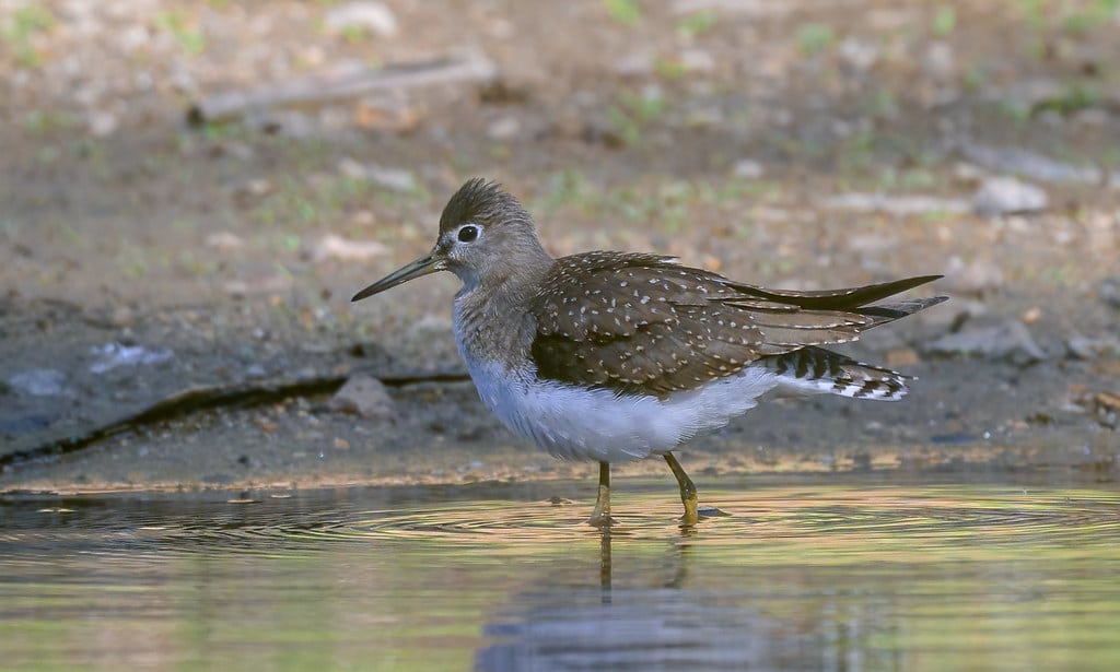 Sandpiper