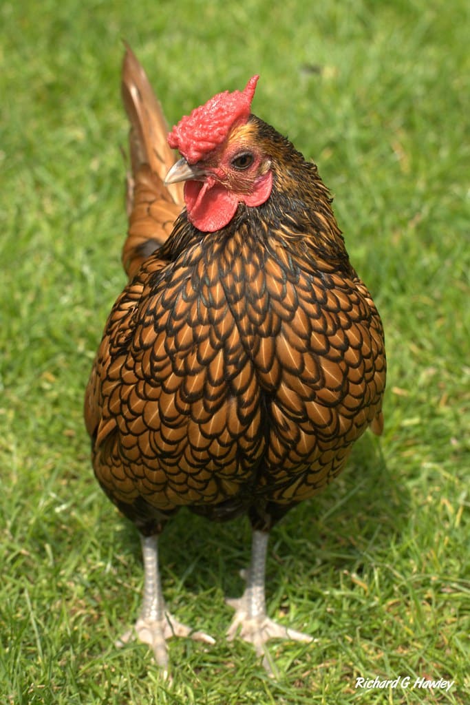 Sebright Bantam