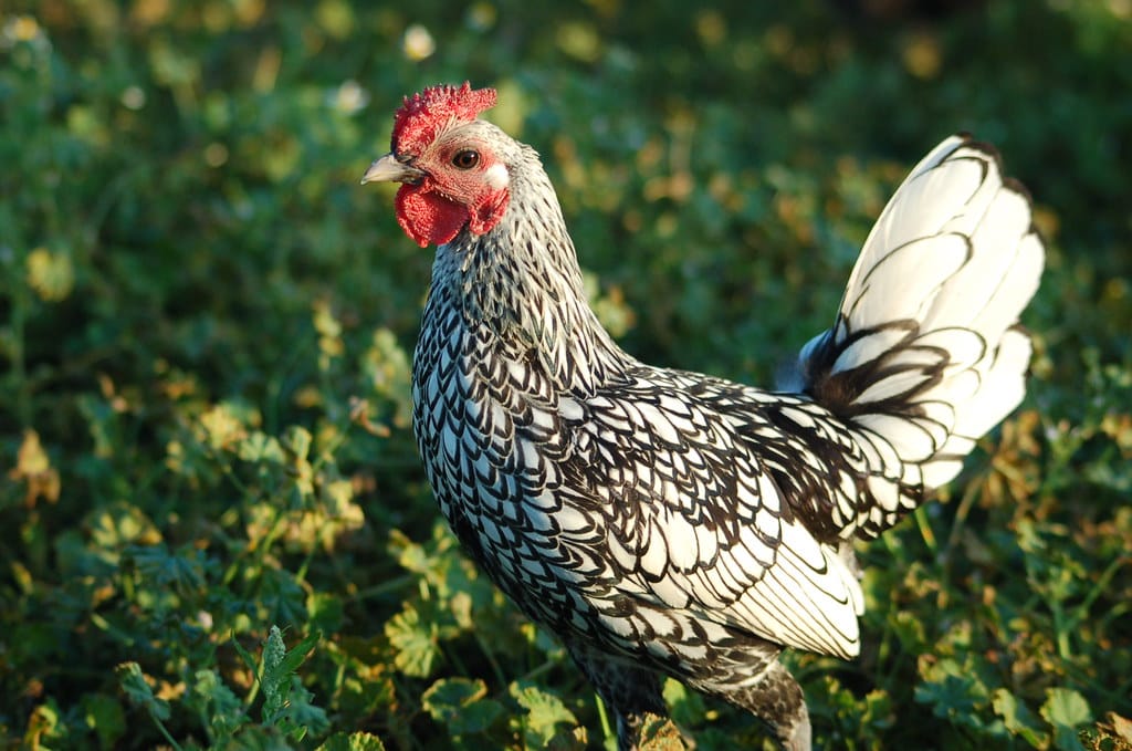 Sebright Chickens - Miniature Chicken Breeds