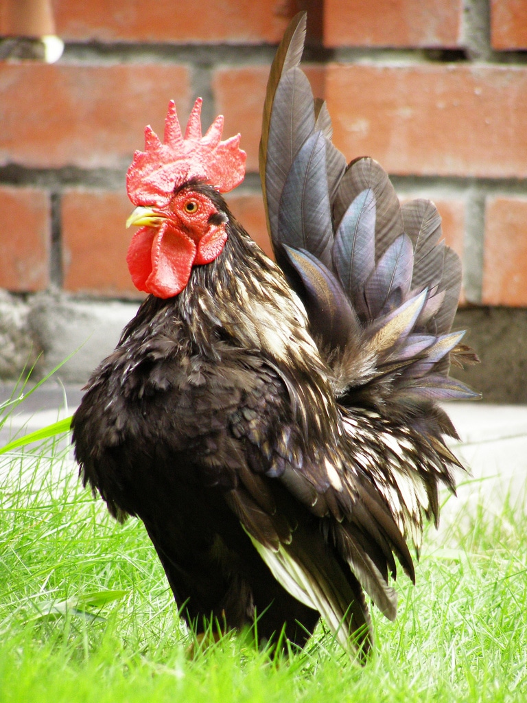 Serama Bantams