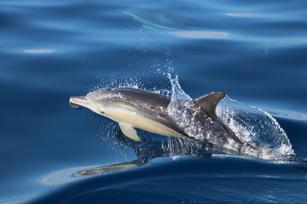 Short-beaked Common Dolphin