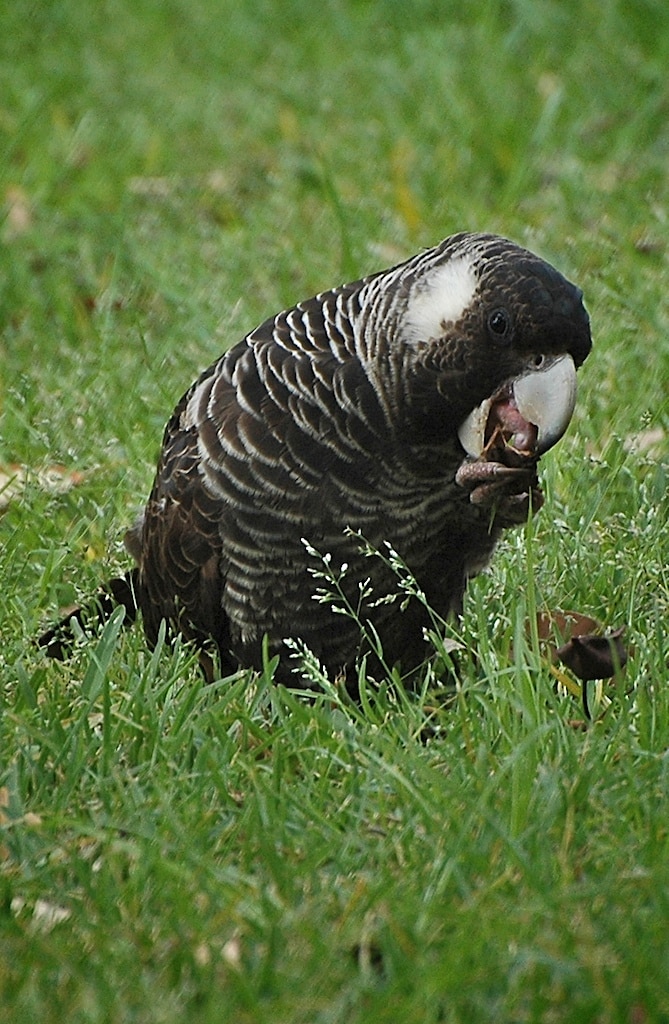 Short-billed Black Cockatoo 