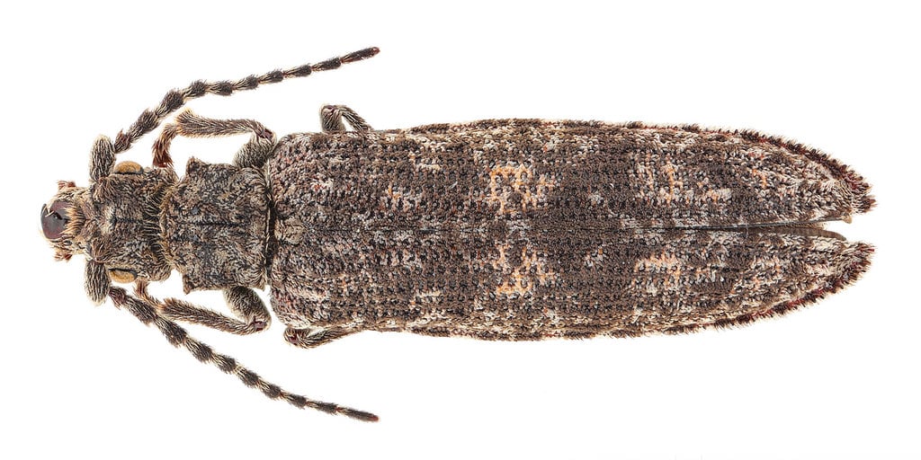 Short-horned Weevil