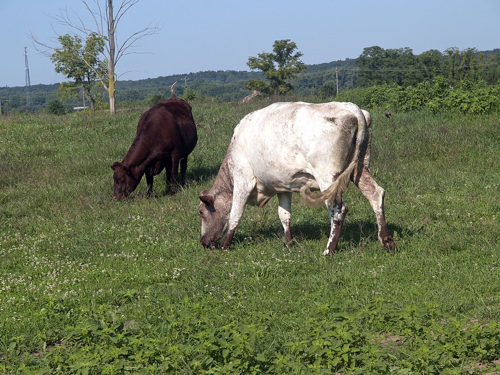 Shorthorn Cattle
