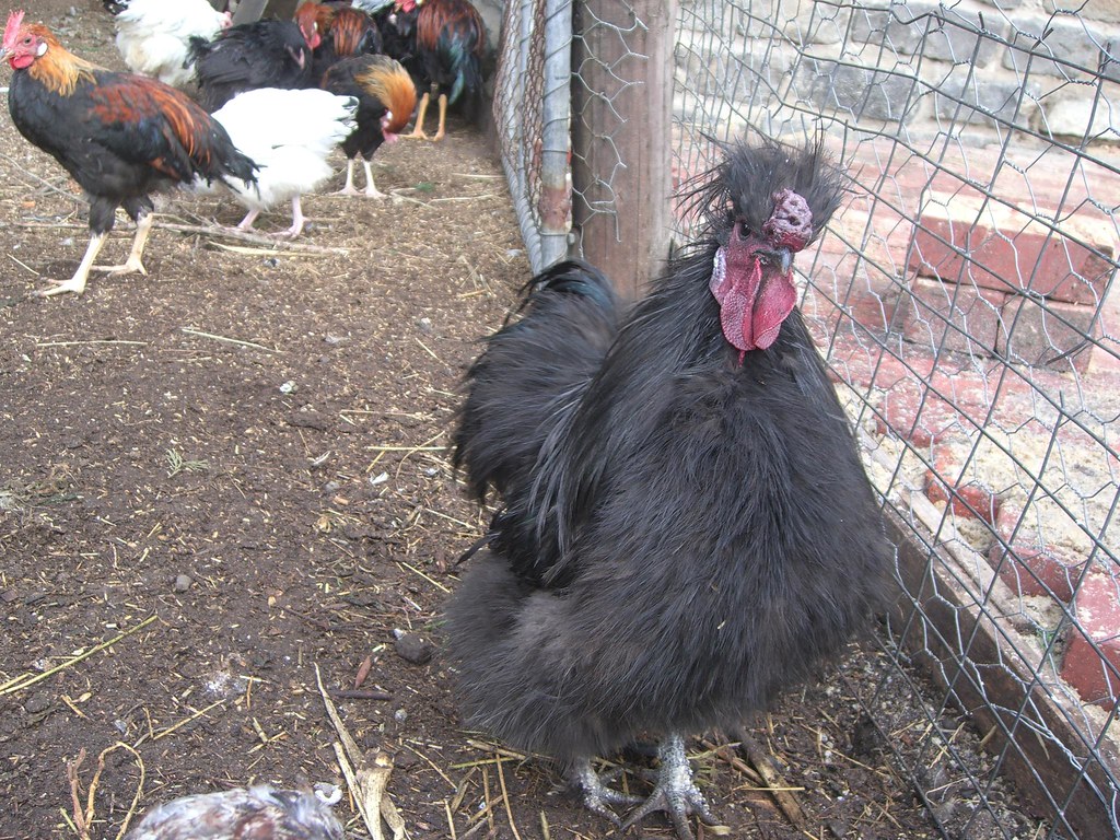 Silkie Bantam - docile chicken breeds