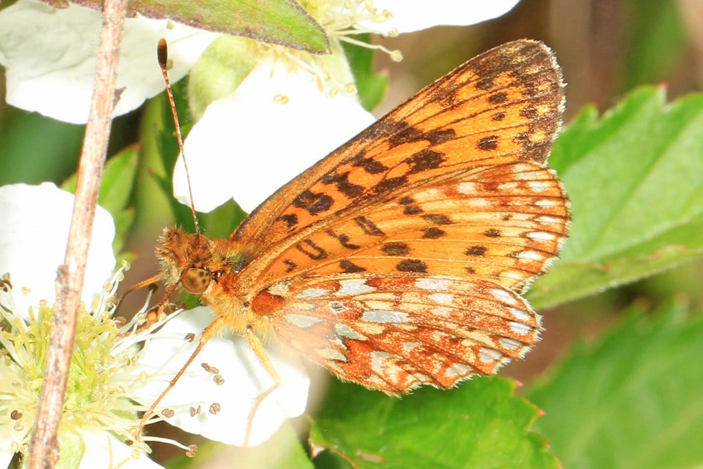 Silver-Bordered Fritillary