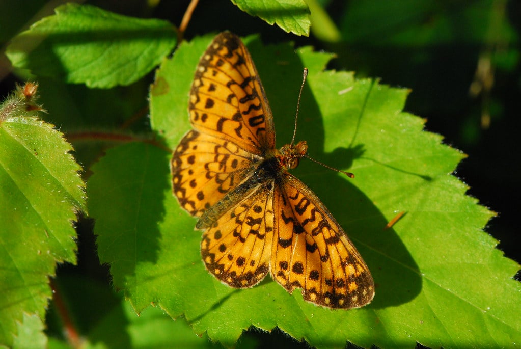Silver-Bordered Fritillary