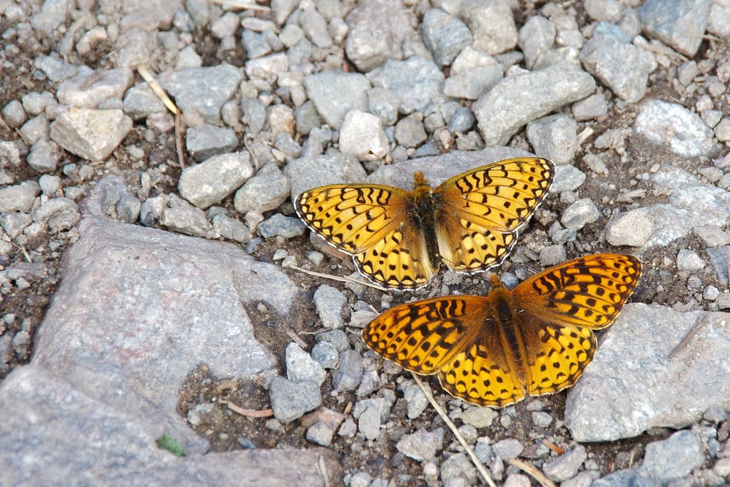 Silver-bordered Fritillary