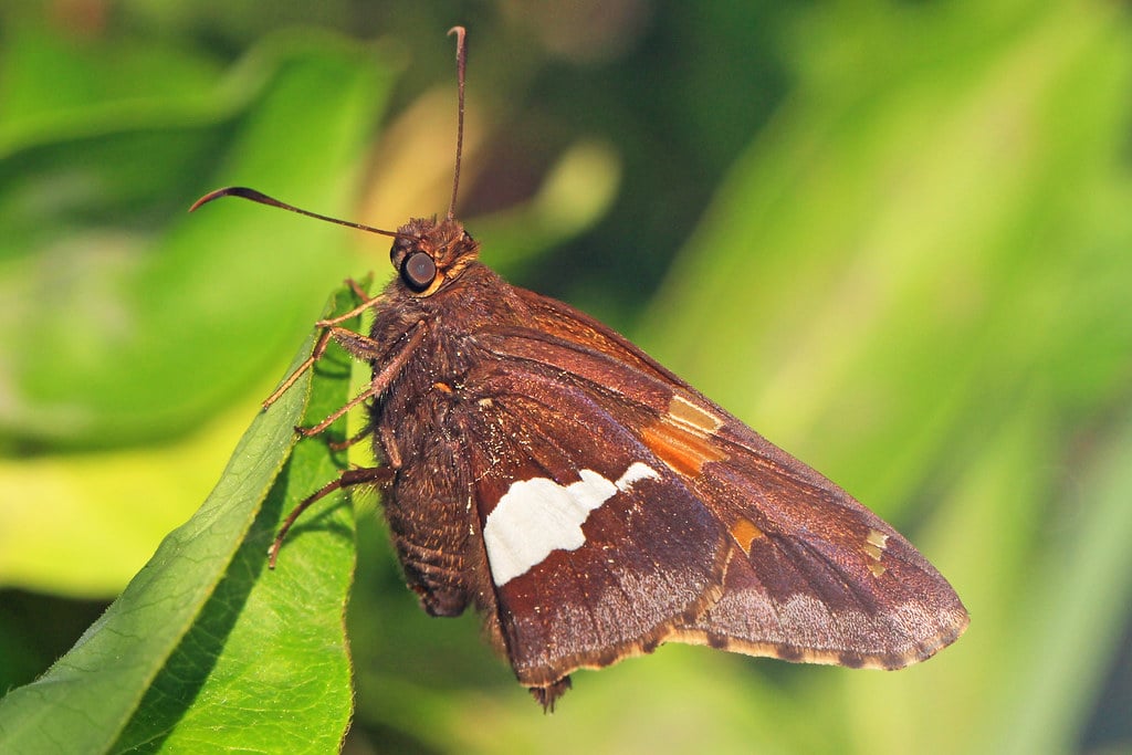 Silver-spotted Skipper