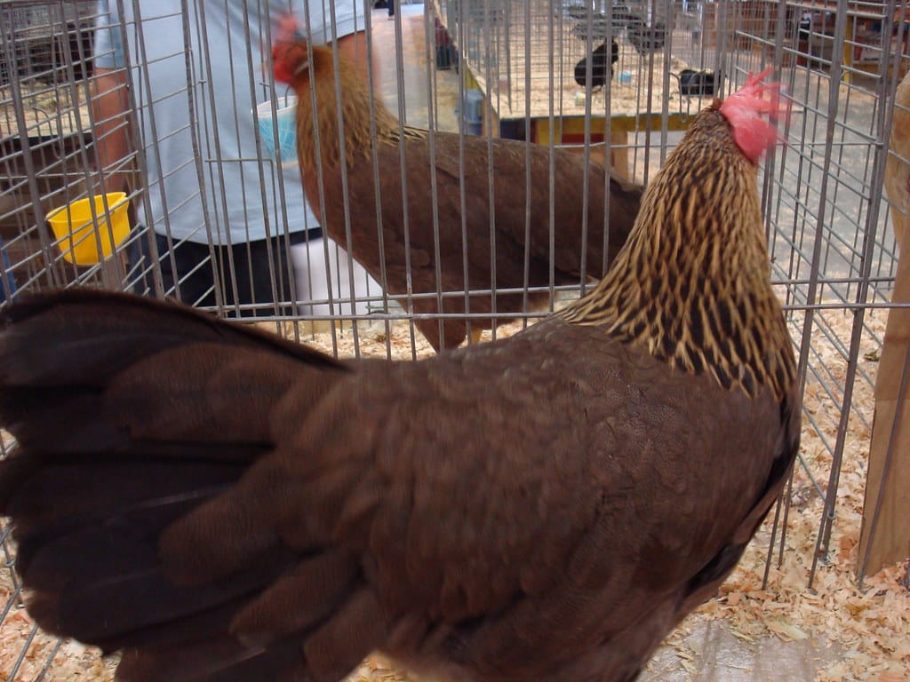 Single Comb Brown Leghorn