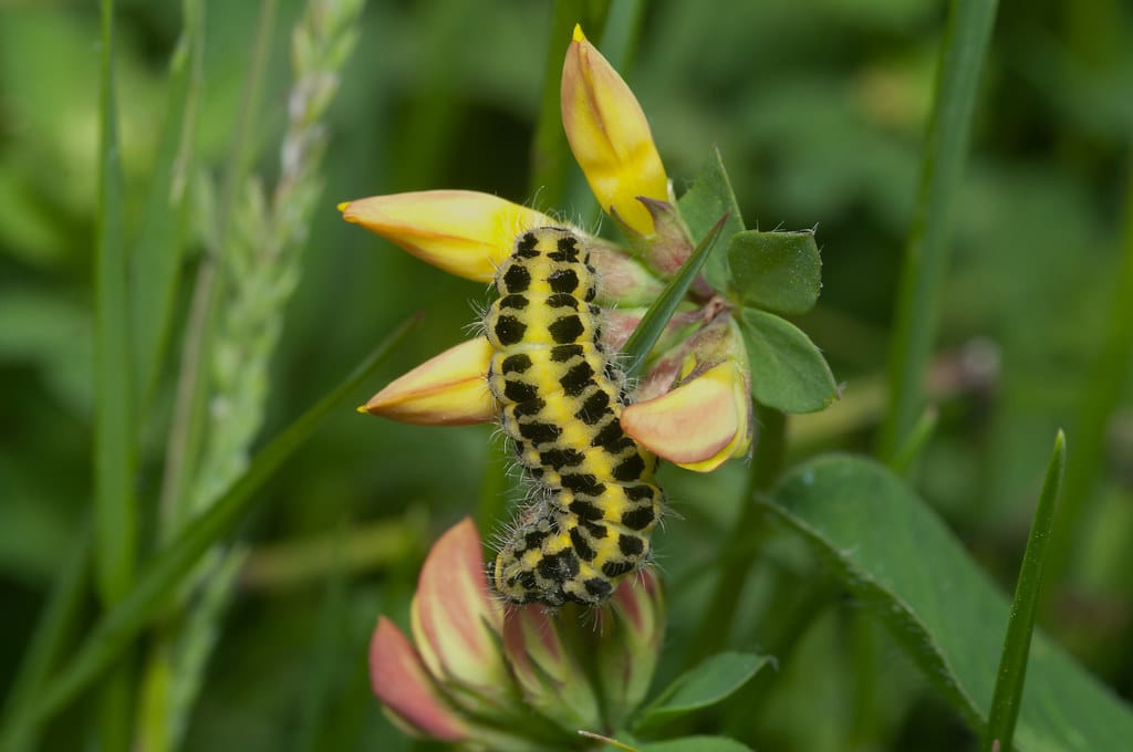 Six-Spot Burnet Caterpillar