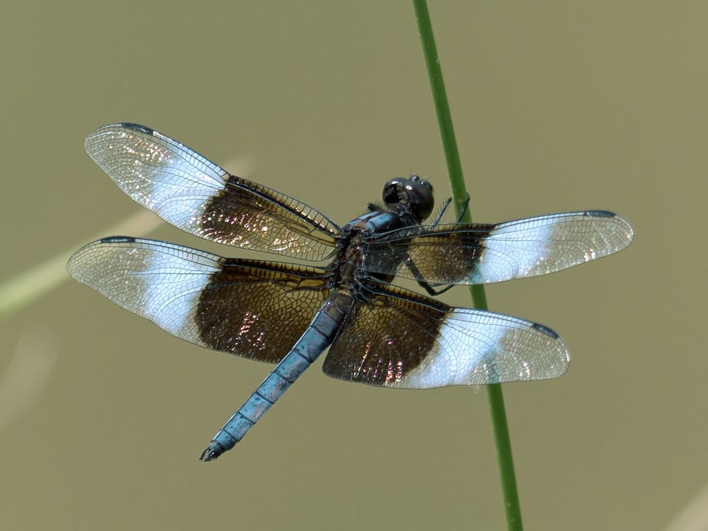 Skimmer Dragonfly