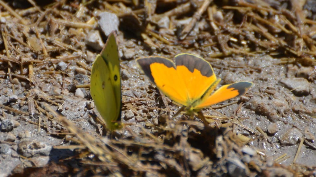 Sleepy Orange Butterfly