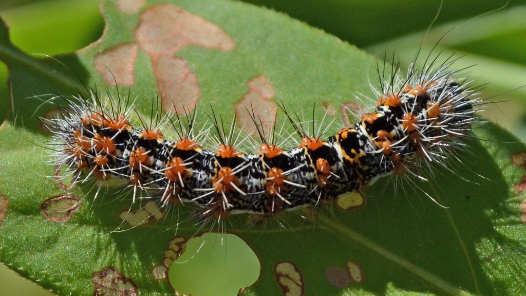 Smeared Dagger Moth Caterpillar