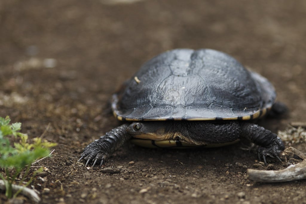 Snake-necked Turtles