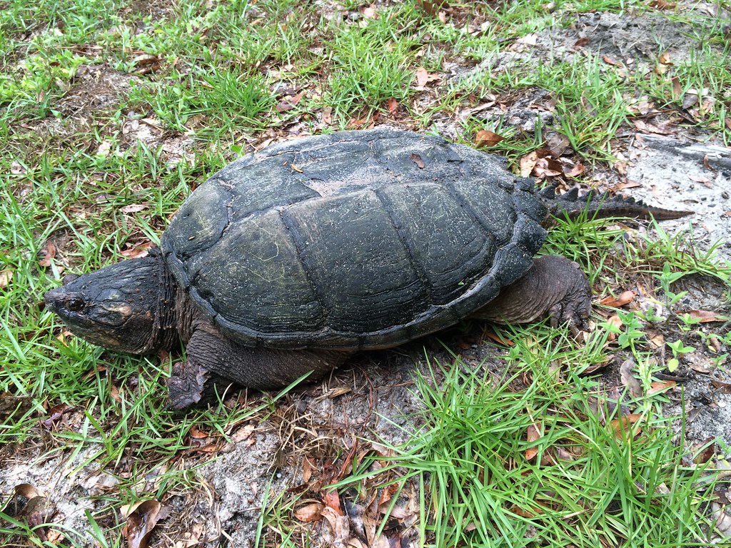 Snapping Turtle