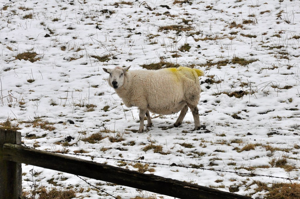 Snow Sheep