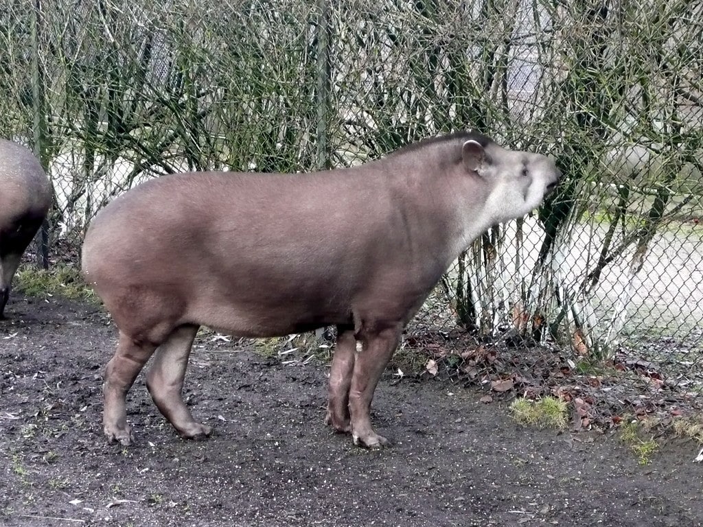 South American Tapir