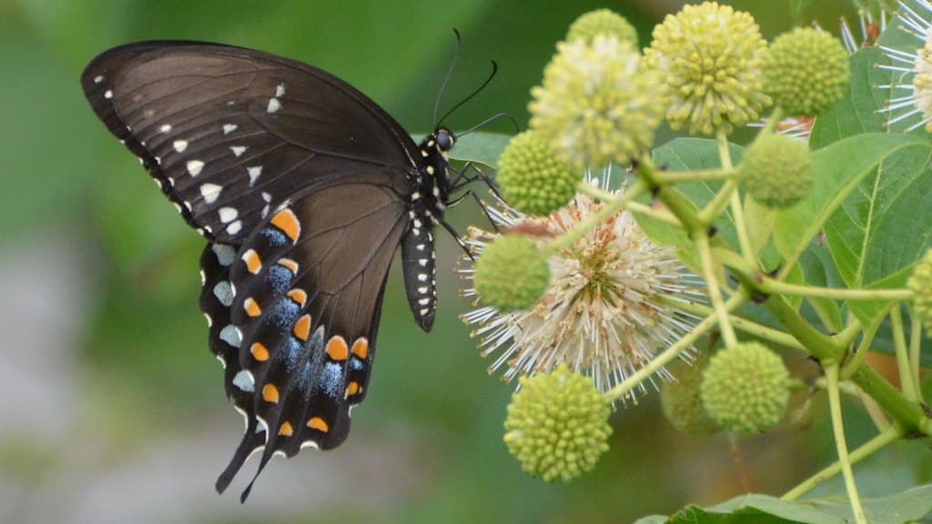 Spicebush Swallowtail