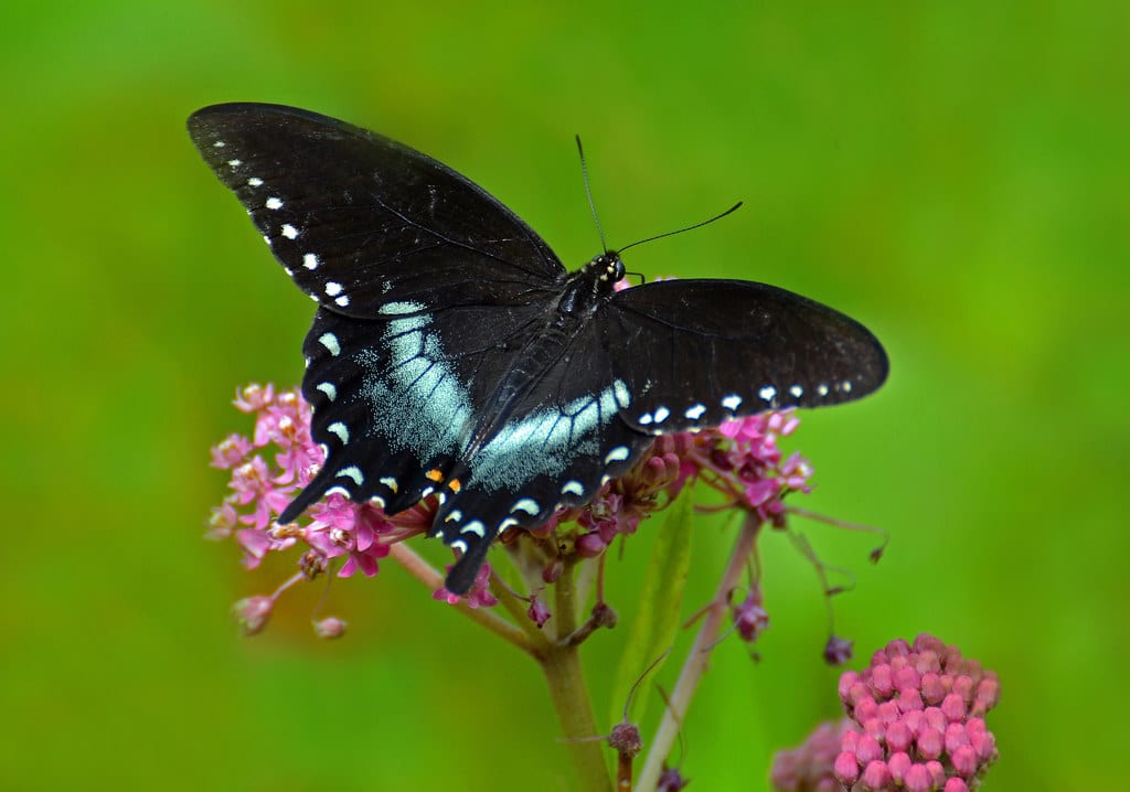 Spicebush Swallowtail