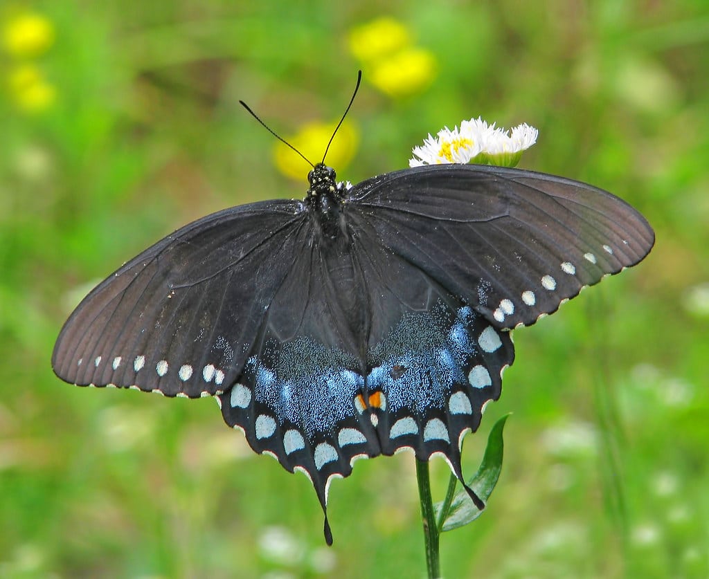 Spicebush Swallowtail